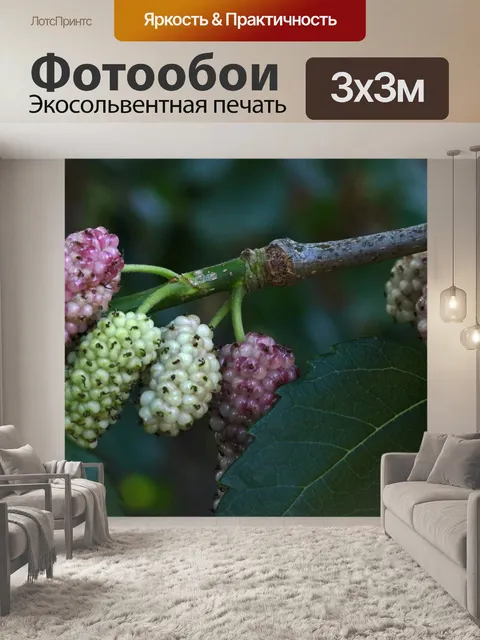 Фотообои Созревание розовой шелковицы на дереве
