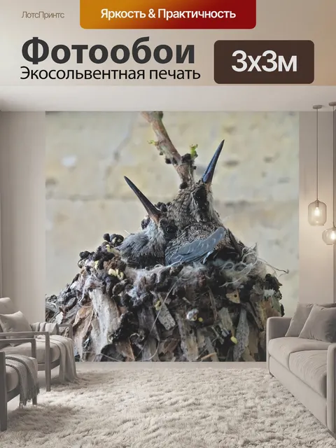 Фотообои Колибри