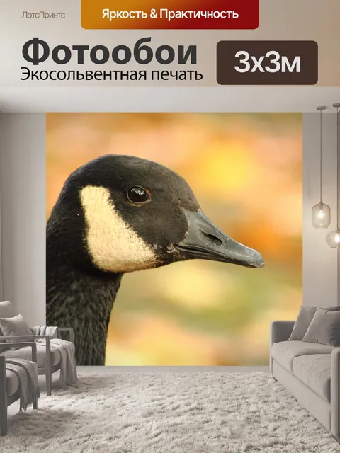 Фотообои Канадский гусь