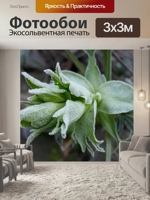 Фотообои Морозник