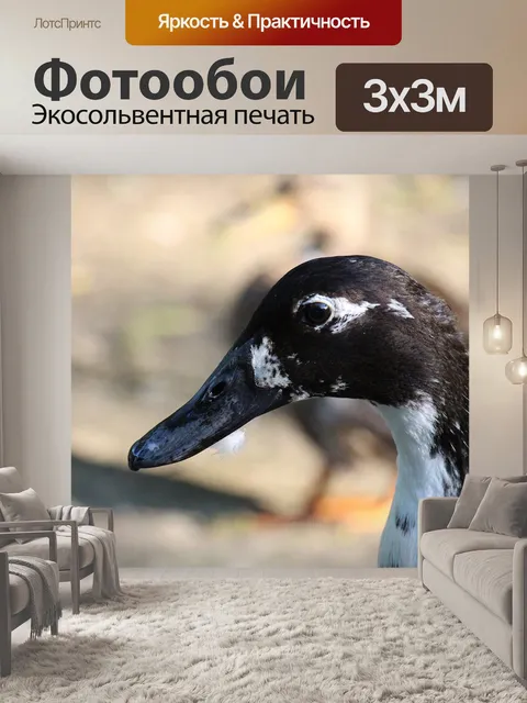 Фотообои Утка