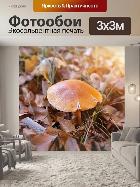 Фотообои Гриб