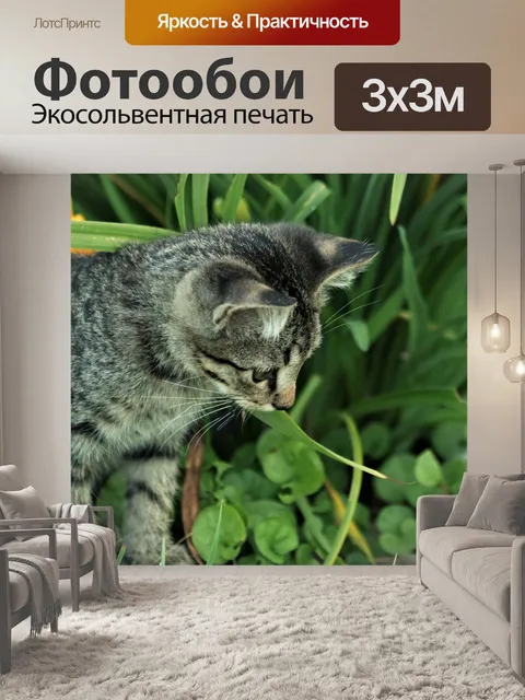 Фотообои Серый котенок в траве