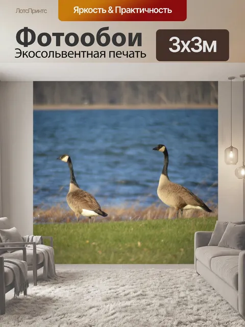 Фотообои Гуси