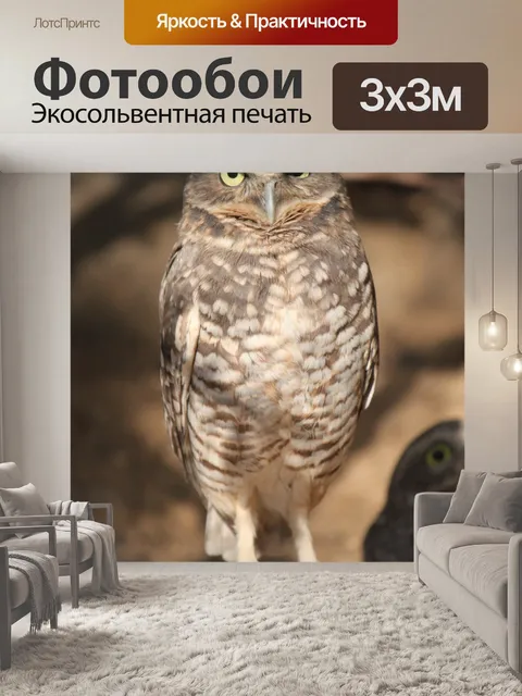 Фотообои Burrowing Сова