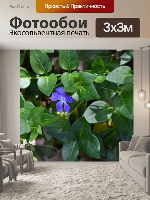 Фотообои Фиолетовый цветок с пятью лепестками