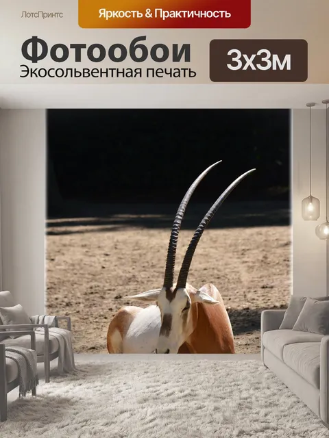 Фотообои Scimitar Oryx 03