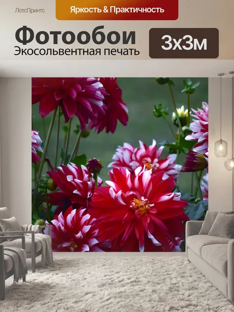 Фотообои Хризантемы 3