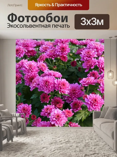 Фотообои Хризантема