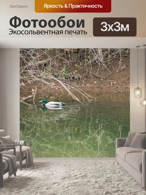 Фотообои Mallord Duck