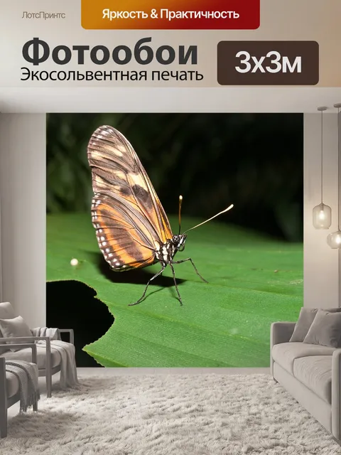 Фотообои Бабочка