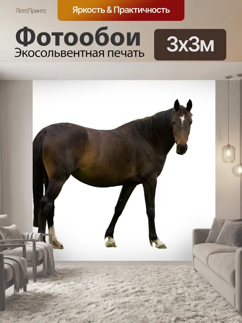 Фотообои Лошадь изолированные белом фоне