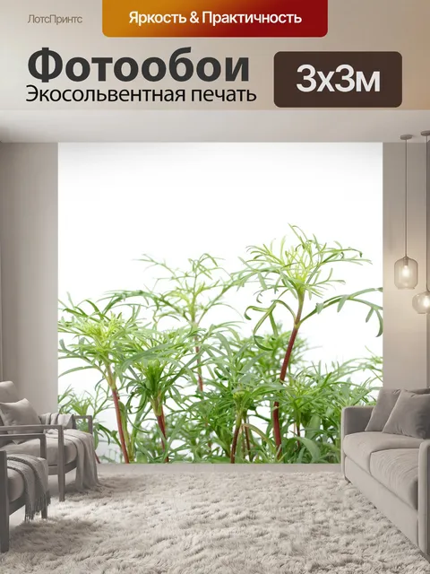 Фотообои Зеленые растения