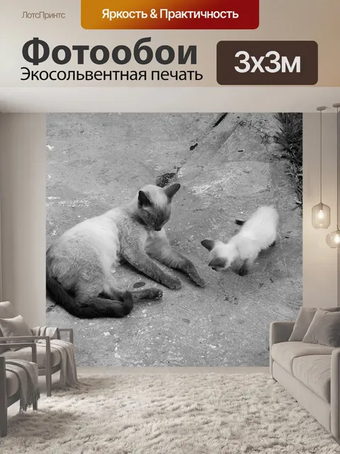 Фотообои Кошки