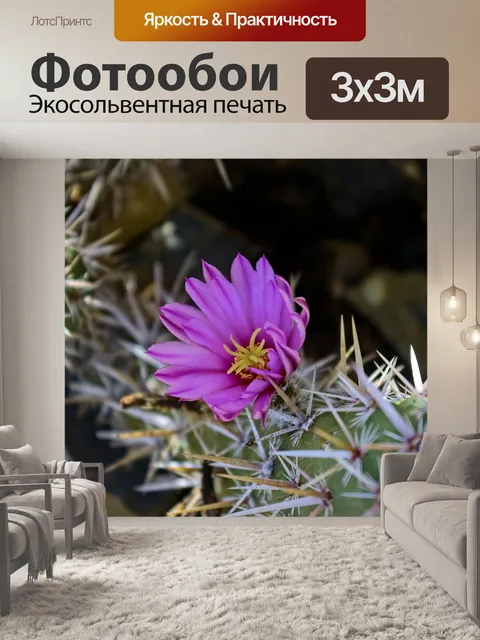 Фотообои Цветущий кактус чолла