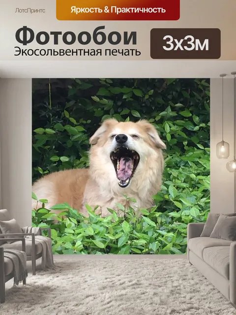 Фотообои Собака