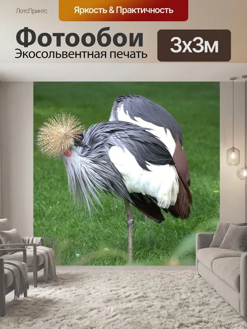 Фотообои Венценосный журавль
