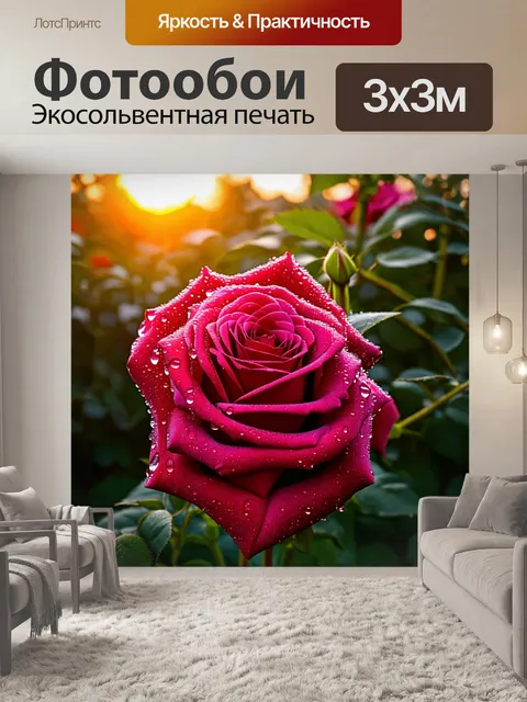 Фотообои розы, покрытые каплями росы на утреннем солнце, создающем свежую и живую атмосферу