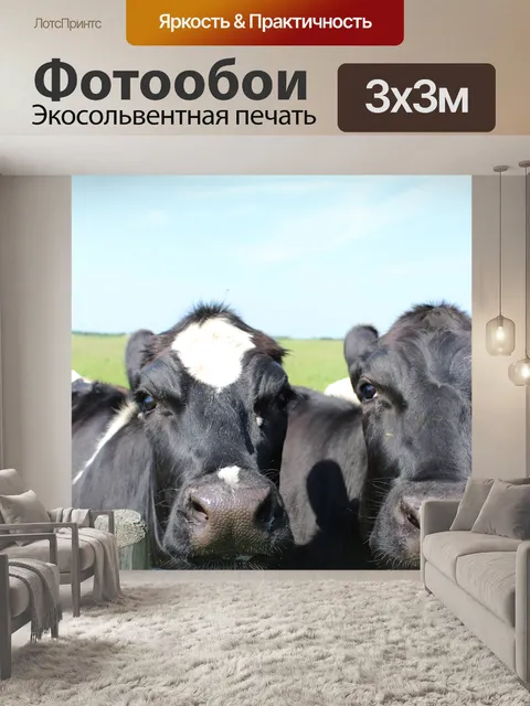 Фотообои Черно-белых коров