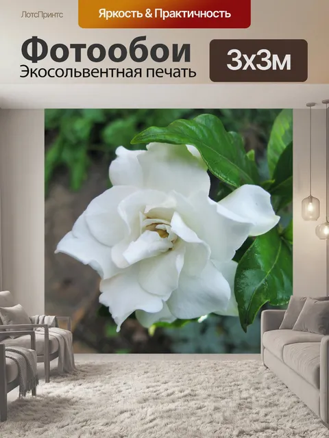 Фотообои белый ароматный цветок
