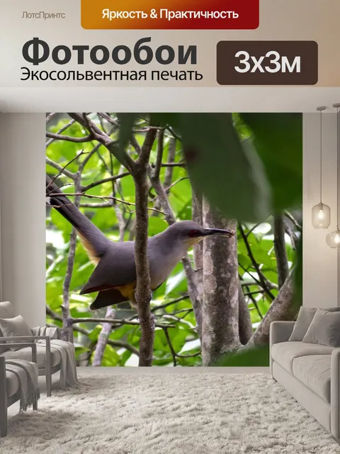 Фотообои Птицы