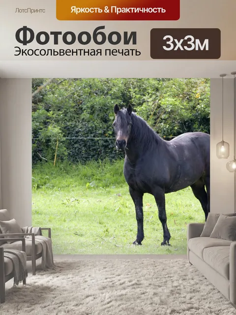 Фотообои Black Horse