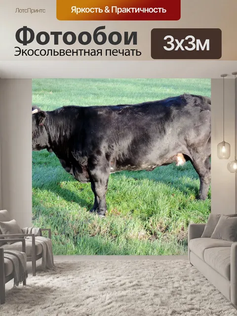 Фотообои Черный бык