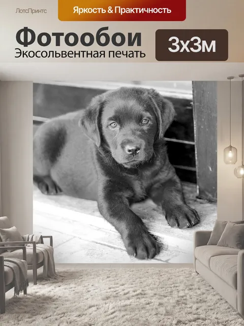 Фотообои Черный щенок лабрадор ретривер