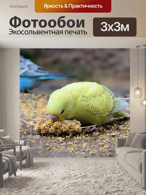 Фотообои Волнистый попугайчик