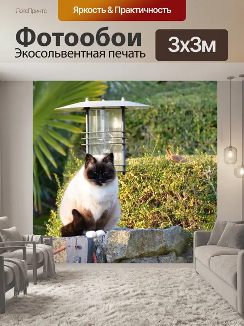 Фотообои Сиамская кошка сидит