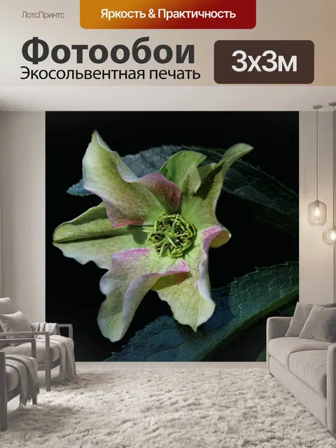 Фотообои Helleborus нигера