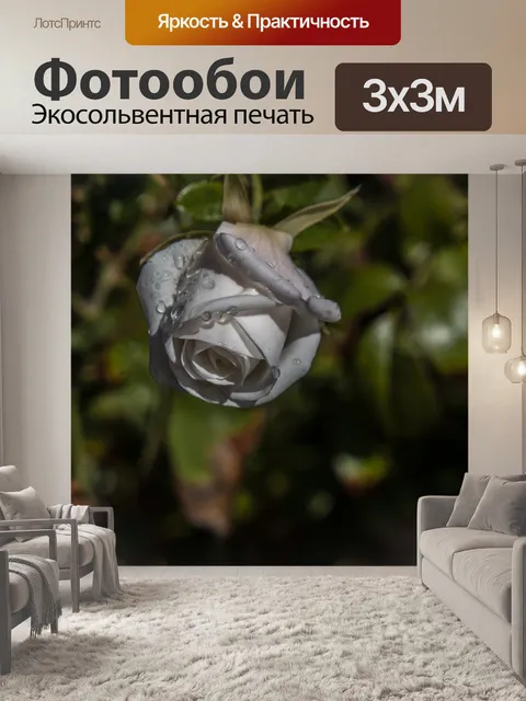 Фотообои Мокрая белая роза