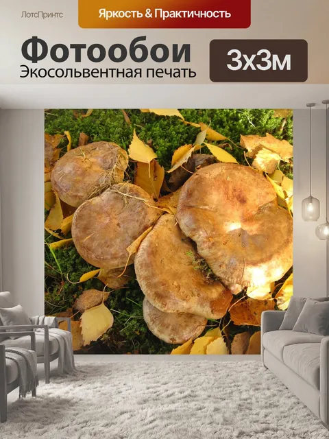 Фотообои Семейство грибов