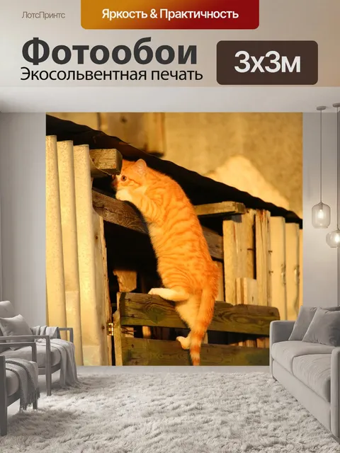 Фотообои Кот