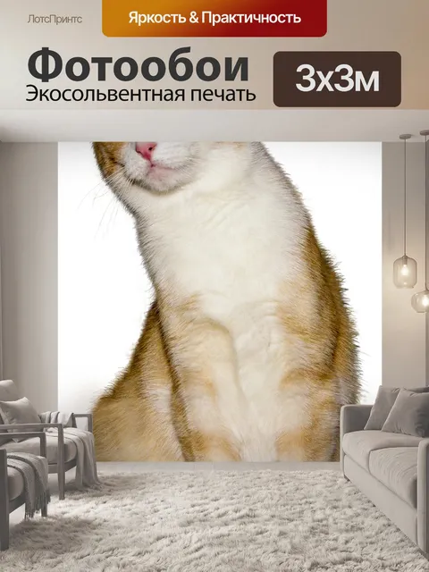 Фотообои Кот