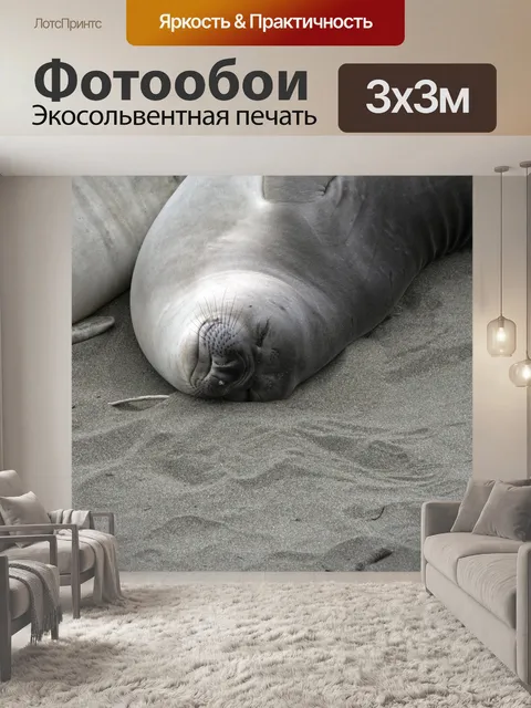 Фотообои Морские слоны