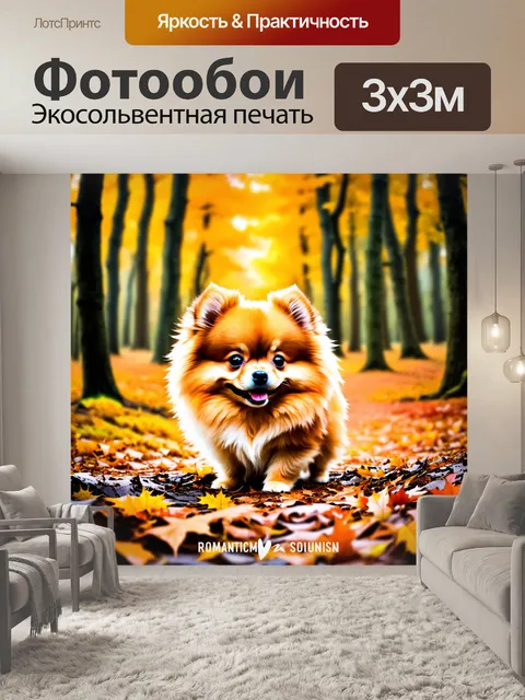 Фотообои померанский шпиц исследует осенний лес, где его шерсть контрастирует с яркими листьями