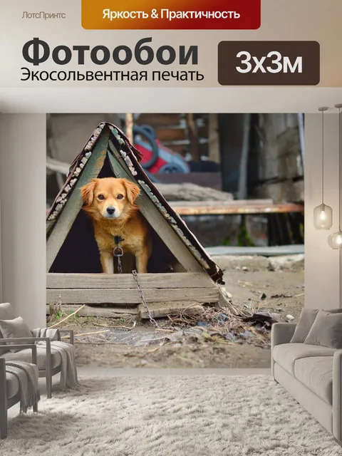 Фотообои Собака