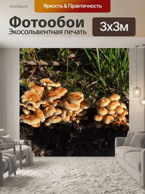 Фотообои Грибы
