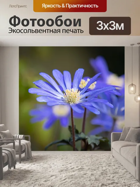 Фотообои Синий цветок, синий анемон