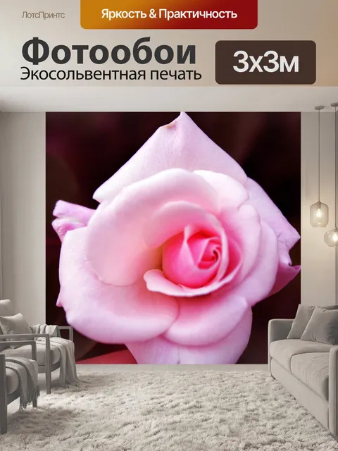 Фотообои Розовая роза 3