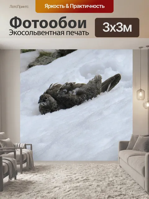 Фотообои Куропатка