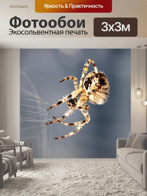 Фотообои Паук в сети