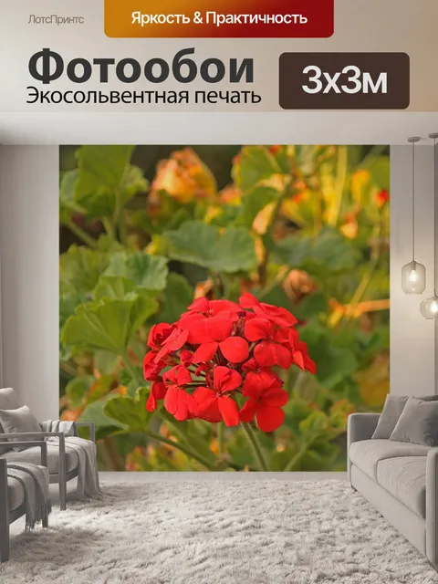 Фотообои красный герань в сиянии заката