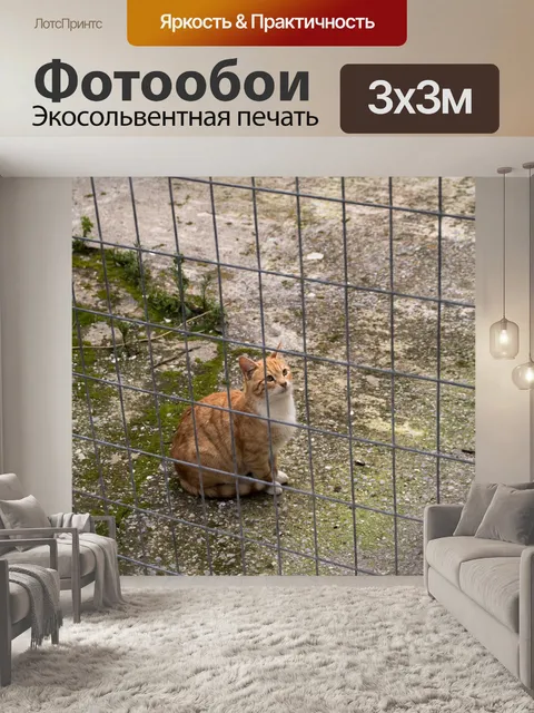 Фотообои Кот