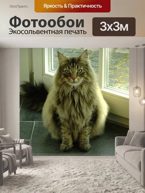 Фотообои Кошки
