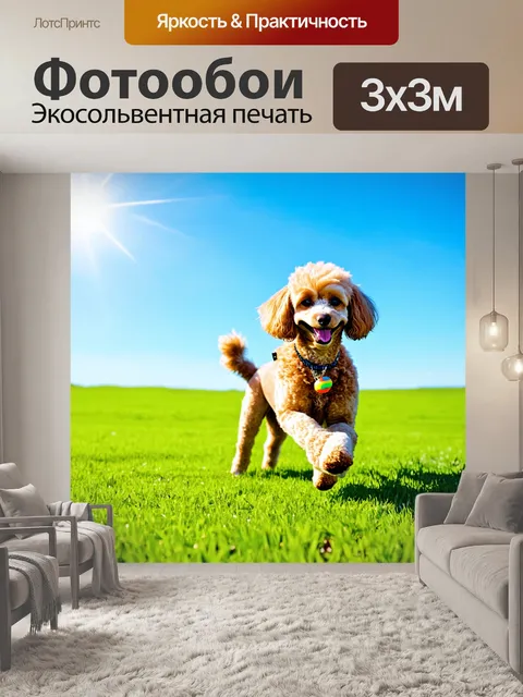 Фотообои пудель на зеленом лугу, весело играющий с наброшенной игрушкой, яркое солнце и синие небеса