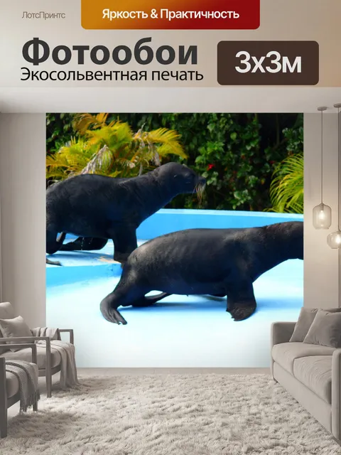 Фотообои "Морской лев" Показать