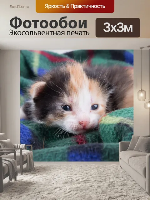 Фотообои Красивая кошка