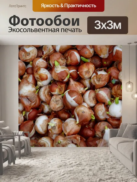 Фотообои Садовые цветочные луковицы